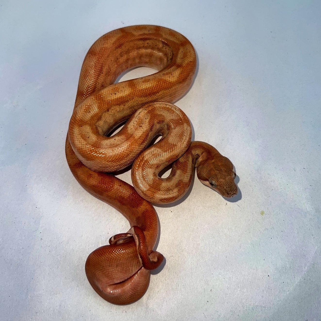 Strictly Reptiles Unique Boa Constrictor Rare Morph Selection