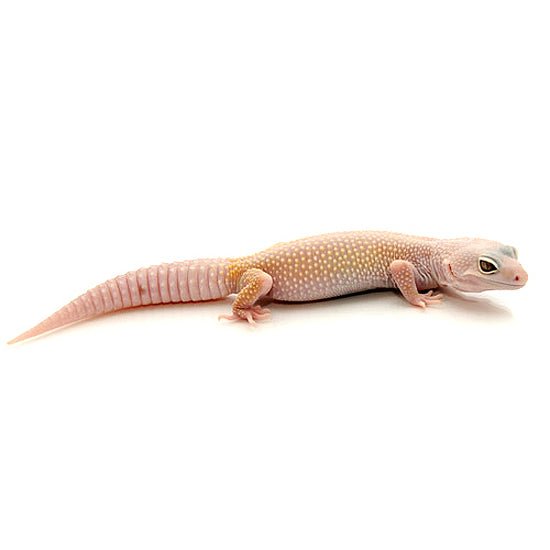 Blazing Blizzard Leopard Gecko Captive Bred Pet Reptile