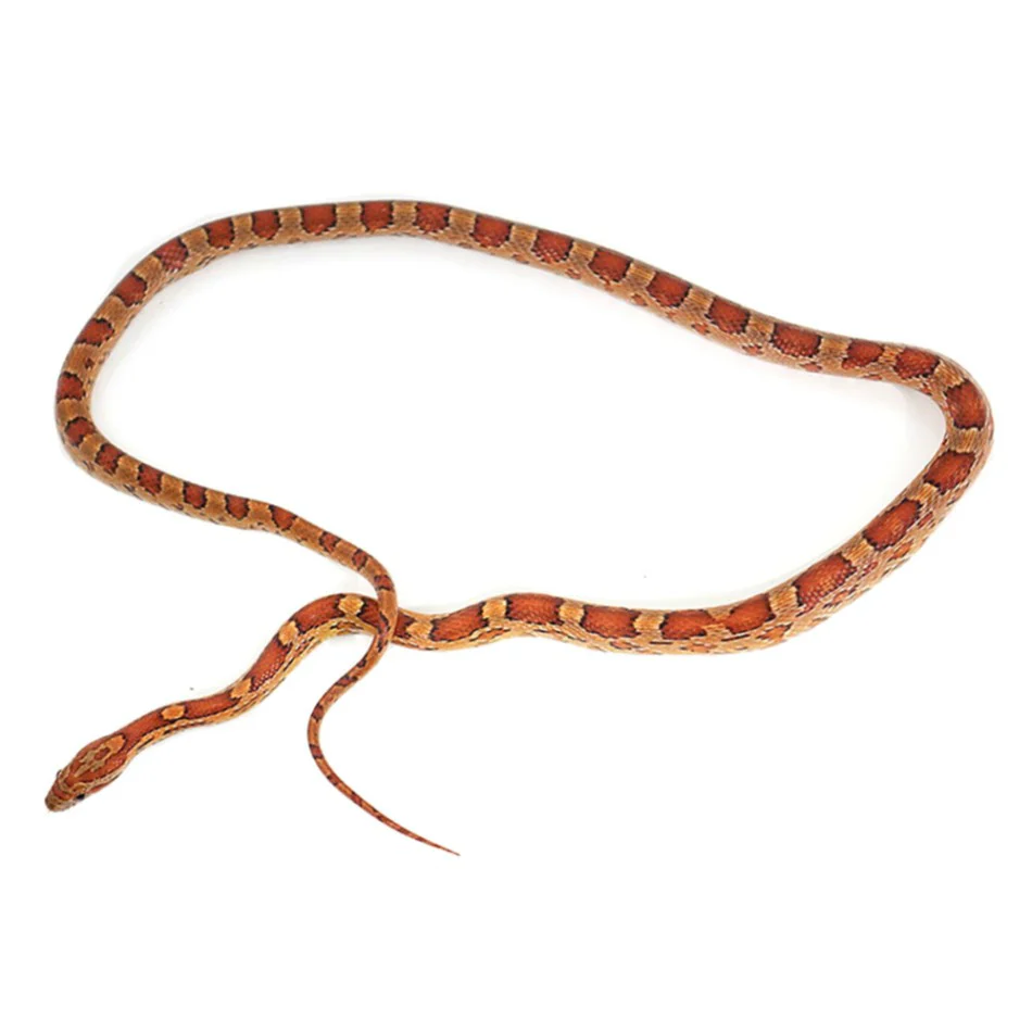 Corn Snakes – Normal Phase