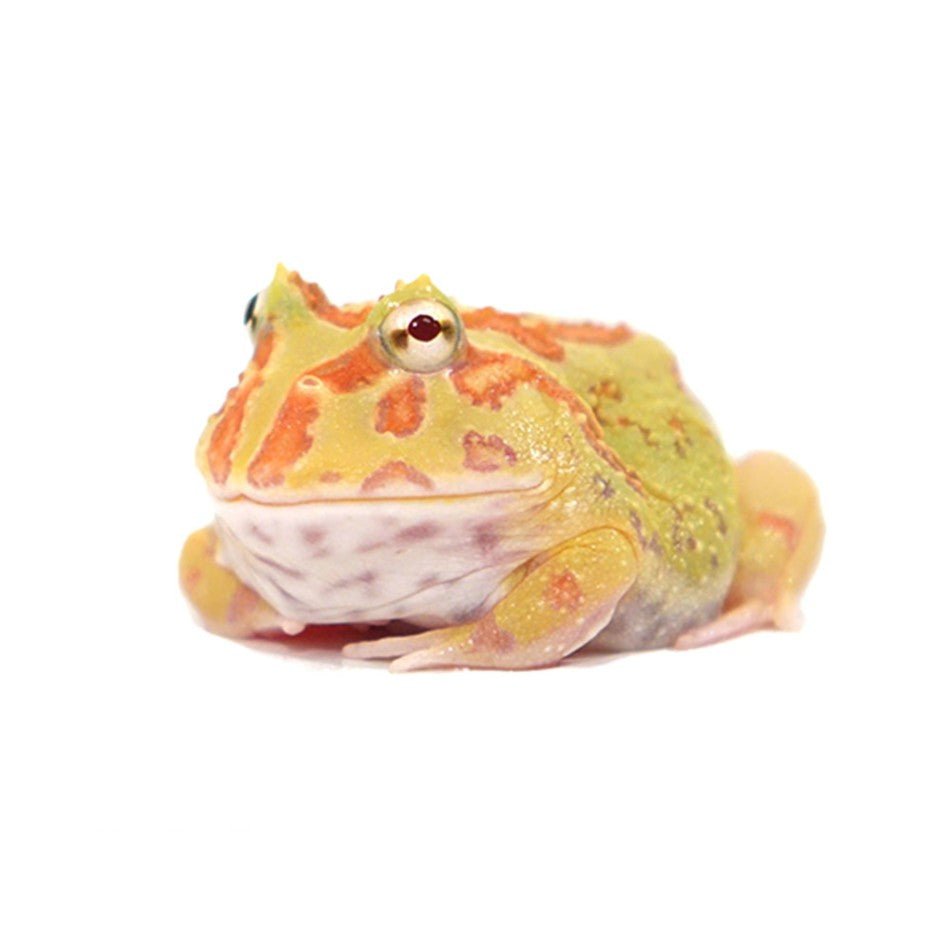 Albino Pacman Frog Ceratophrys Cranwelli Live Amphibian Baby