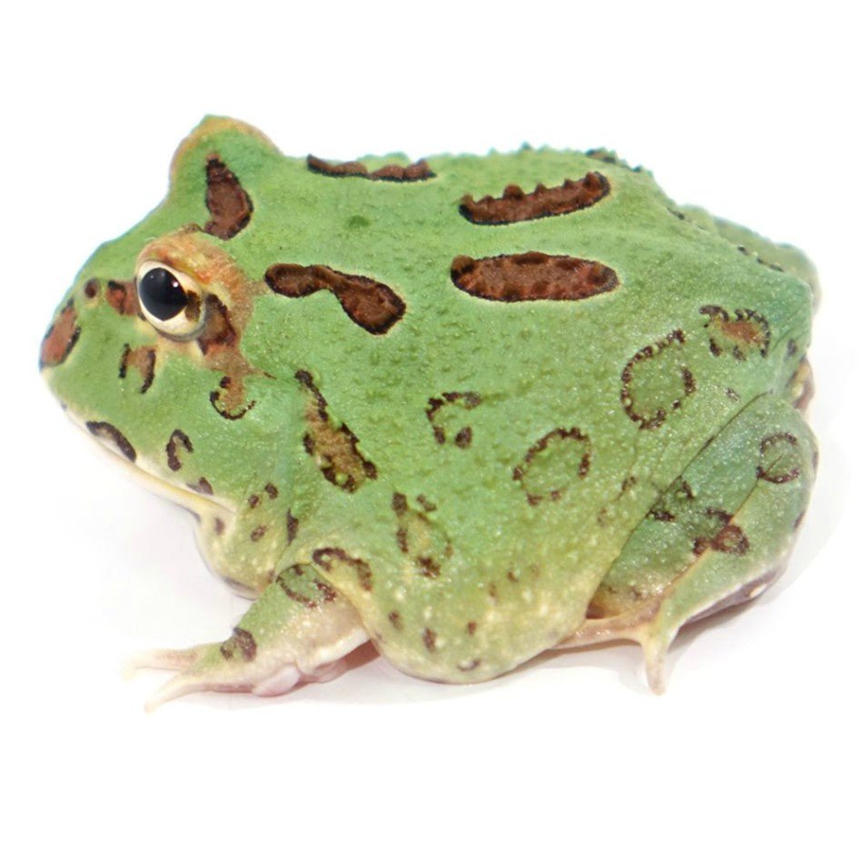 Green Pacman Frog Ceratophrys Cranwelli Baby CB
