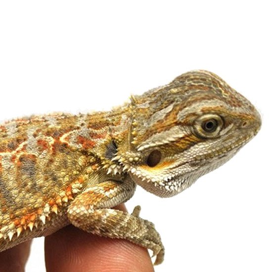 Strictly Reptiles Normal Bearded Dragon Captive Bred Baby
