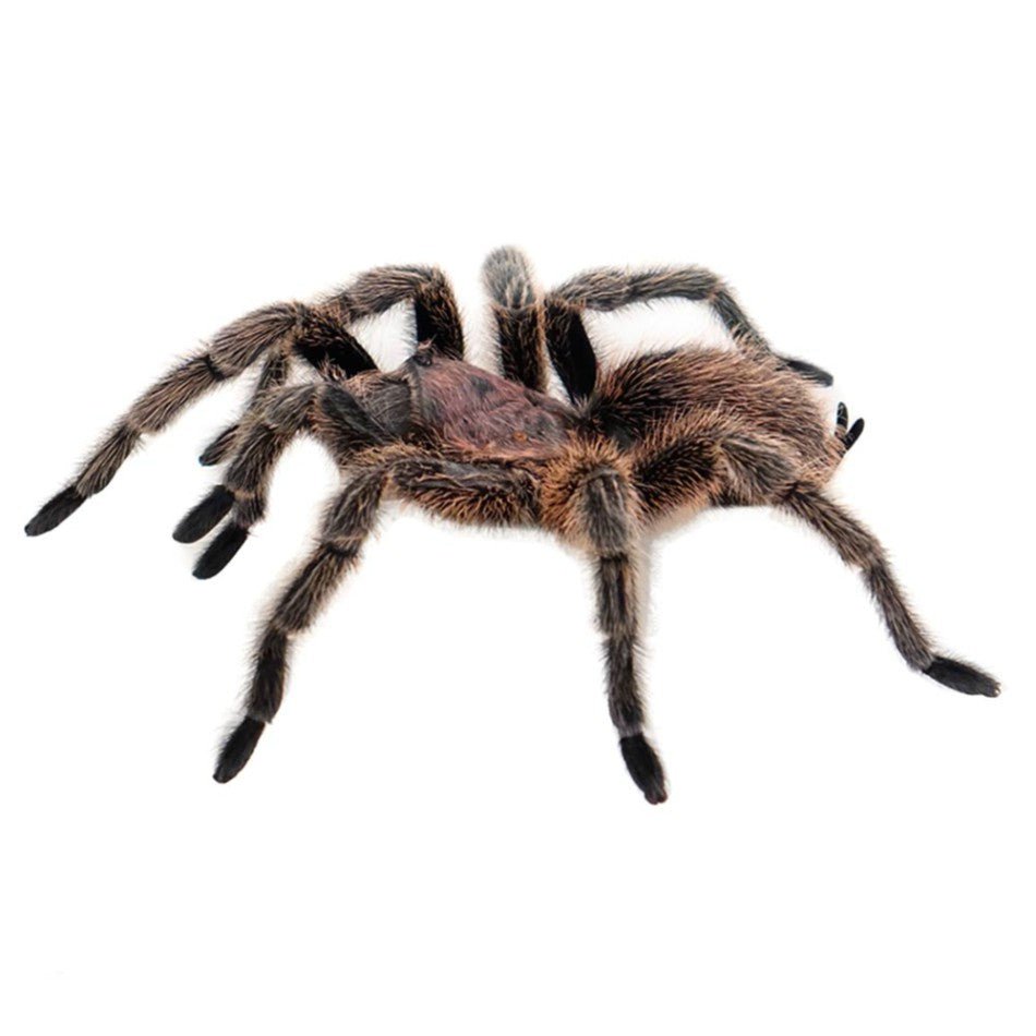 Big Apple Pet Supply Rosehair Tarantula Captive Bred Live Specimen