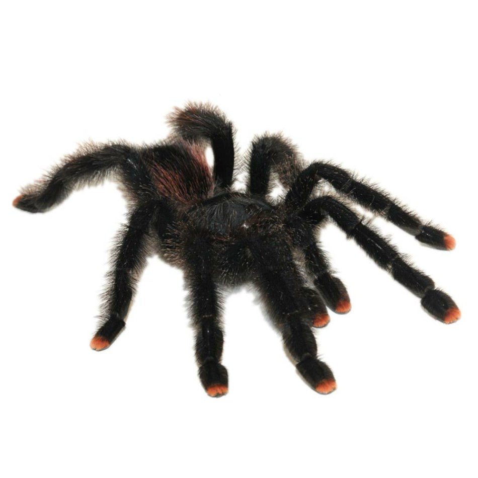 Big Apple Pet Supply Pink Toe Tarantula Live Pet