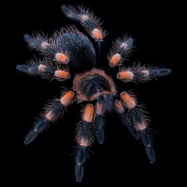 Strictly Reptiles Mexican Red Knee Tarantula Brachypelma hamorii 2 Inch
