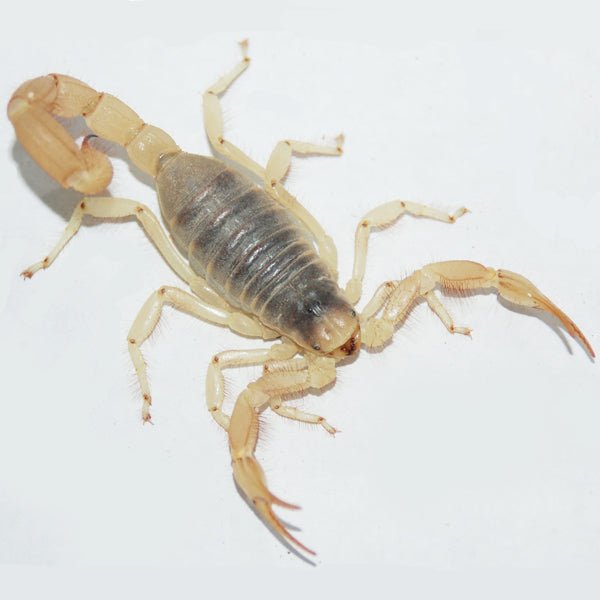 Desert Hairy Scorpion Adult Live Arachnid Pet 4-6 Inches