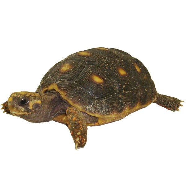 Strictly Reptiles Red Foot Tortoise Live Reptile Pet