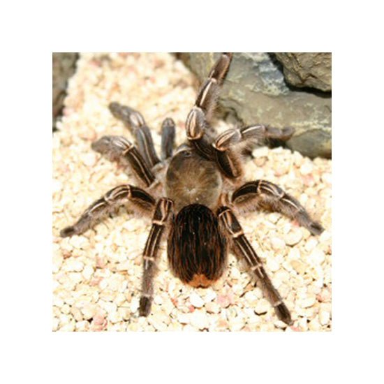 Stripe Knee Tarantula Adult Live Pet 4 to 6 Inches