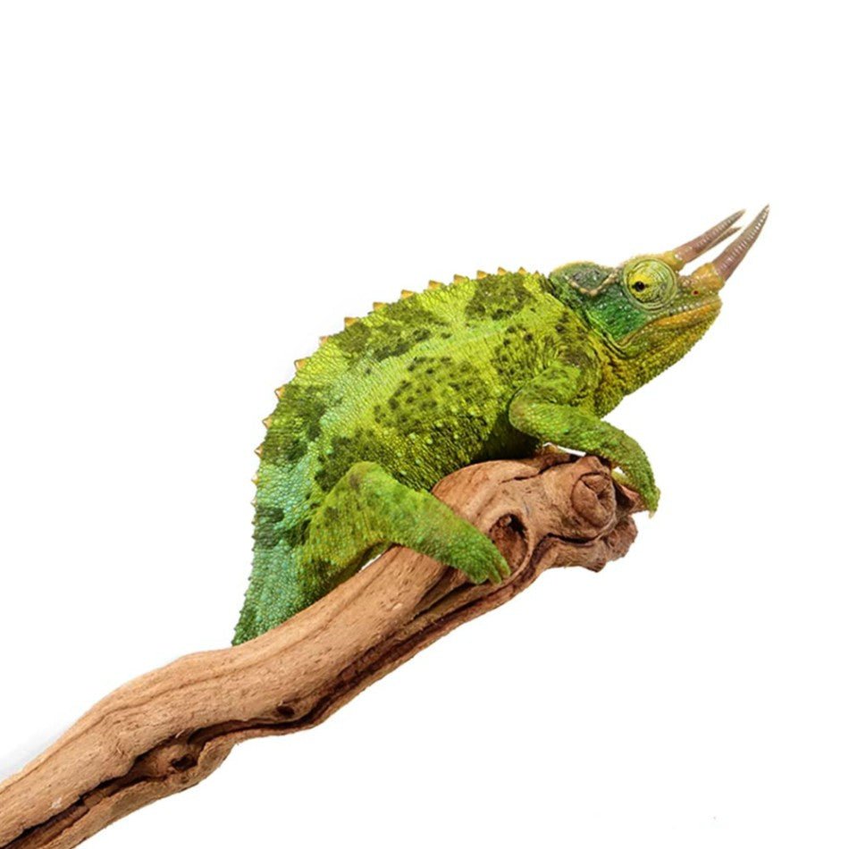 Jackson Chameleon Live Reptile Arboreal Three-Horned Pet Lizard