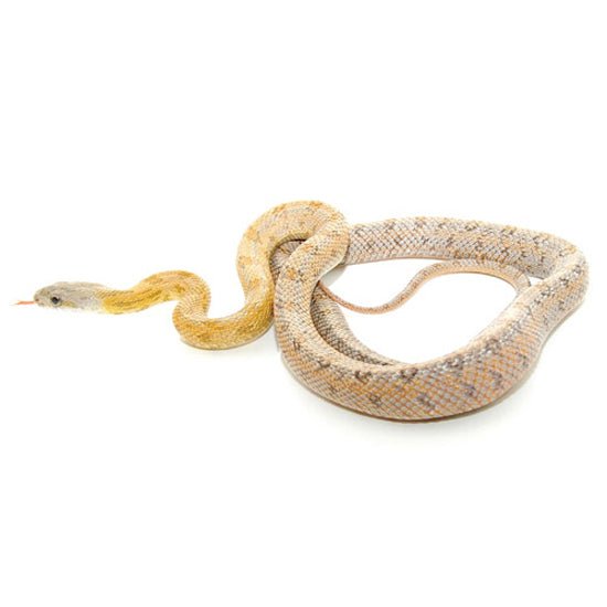 Big Apple Pet Supply Baird’s Rat Snake Live Reptile Captive Bred