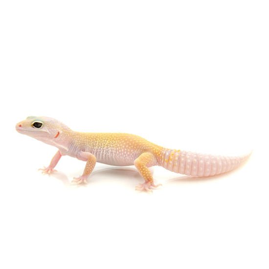 Leucistic Leopard Gecko Captive Bred Live Pet Reptile 6-7 Inches