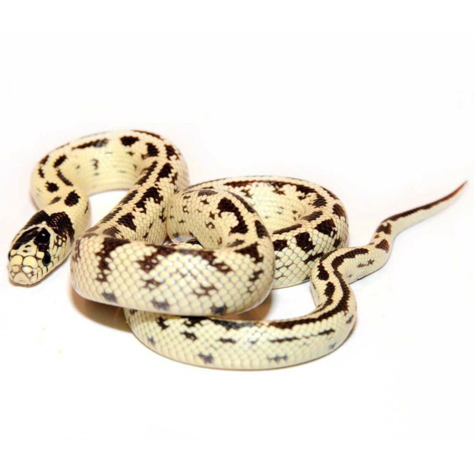 Underground Banana California Kingsnake Baby