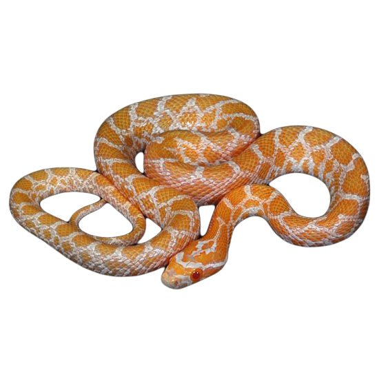 Albino Emoryi Rat Snake Captive Bred Live Reptile