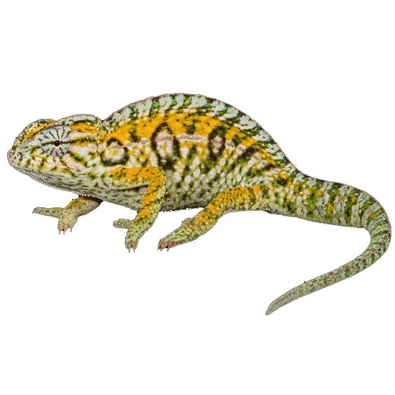 Carpet Chameleon Live Reptile Medium/Large