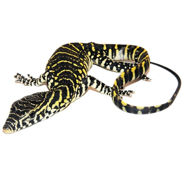 Strictly Reptiles Nile Monitor Live Reptile Farm Raised 2026 Baby