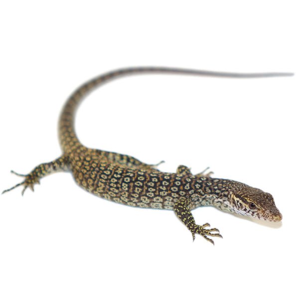 Timor Monitor Live Reptile Varanus timorensis Captive Bred