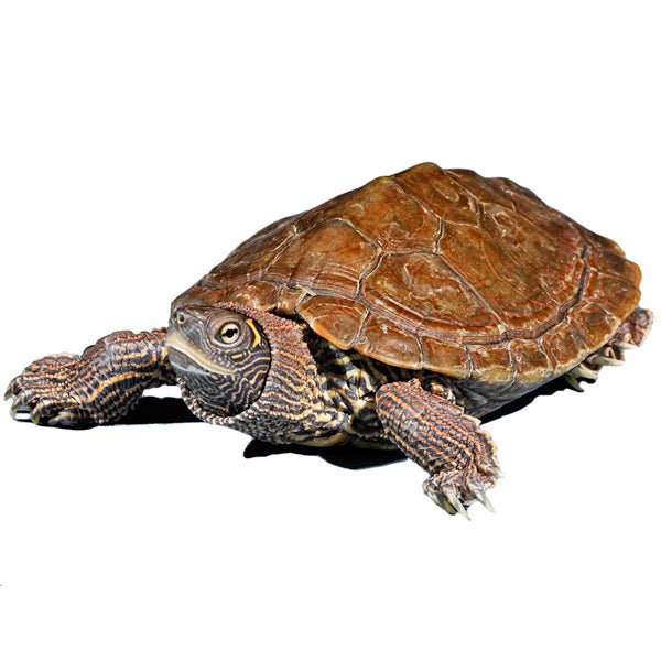 Mississippi Map Turtle Captive Bred Baby 1.5-2 Inch