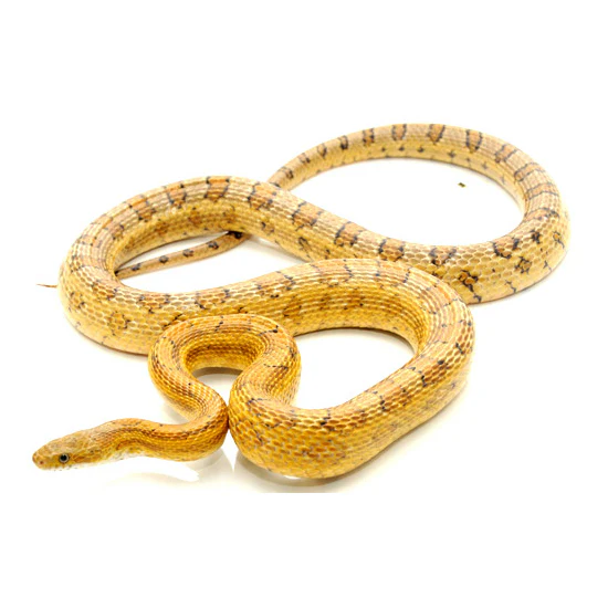 Caramel Corn Snakes
