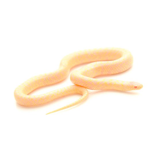 Big Apple Pet Supply Albino Speckled King Snake Captive Bred