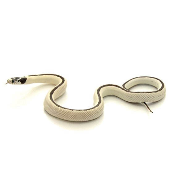 Reptile Industries Reverse Striped California Kingsnake Live Captive Bred Snake