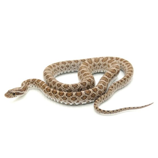 Emoryi Rat Snake Captive Bred Live Reptile for Sale
