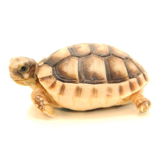 Reptile Industries Marginated Tortoise Live Animal