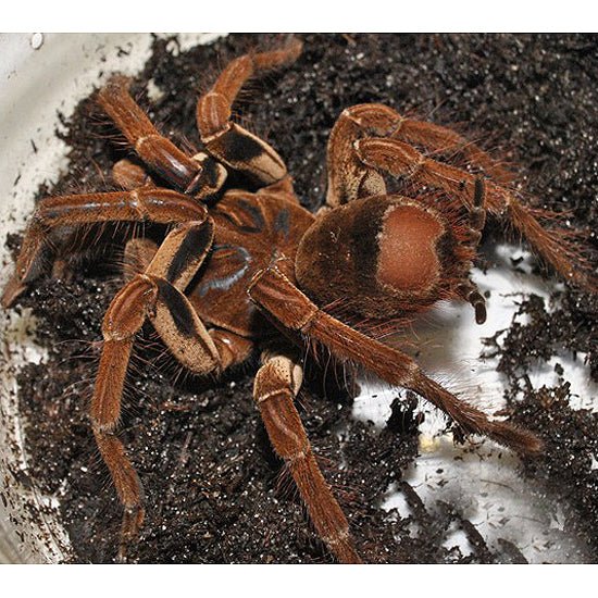 Big Apple Pet Supply Goliath Bird Eating Tarantula Theraphosa blondi