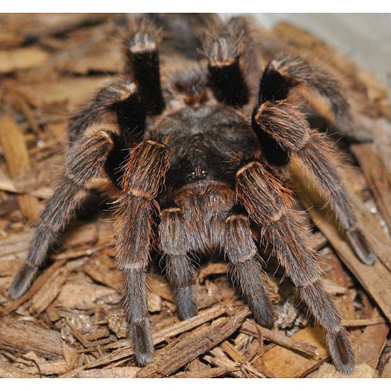 Big Apple Pet Supply Chilean Bronze Tarantula Live Arachnid Specimen