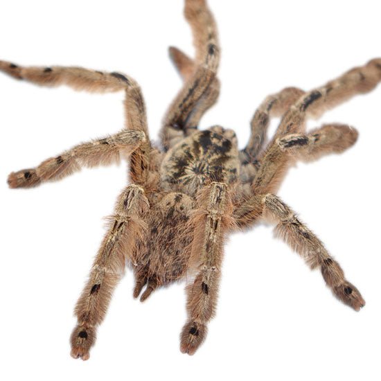 Big Apple Pet Supply Togo Starburst Baboon Live Tarantula
