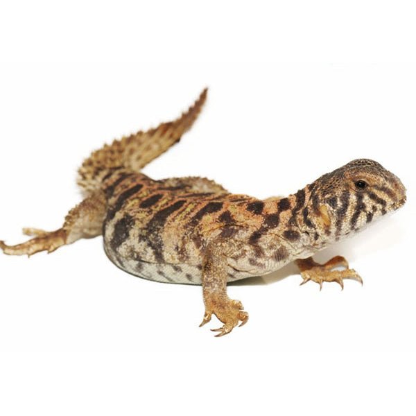Big Apple Pet Supply Ornate Uromastyx Live Reptile
