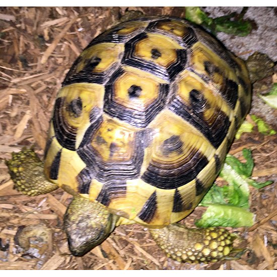 Reptile Industries Hermann’s Tortoise Captive Bred Baby Specimen