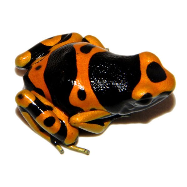 Bumble Bee Dart Frog Dendrobates Leucomelas Captive Bred Baby