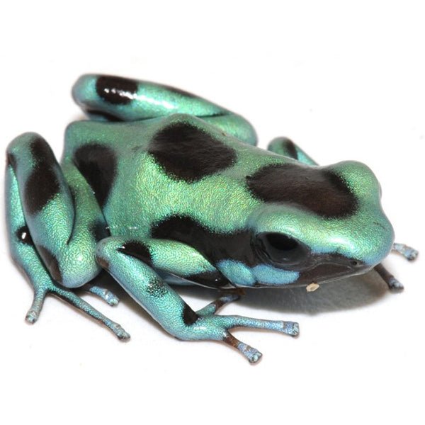 Green and Bronze Auratus Dart Frog Pet Amphibian