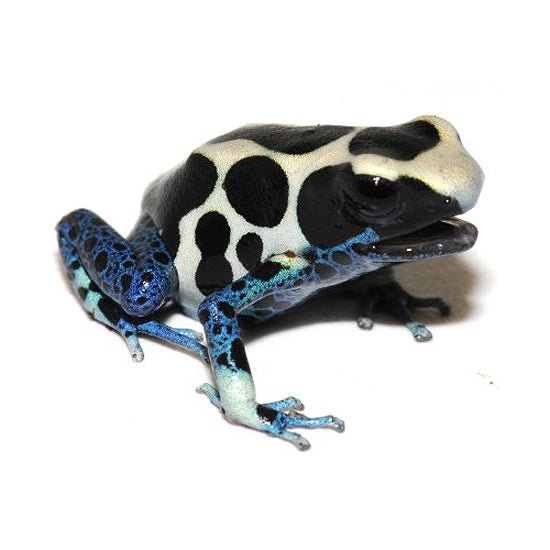 Underground Oyapok Tinctorious Dart Frog Captive Bred