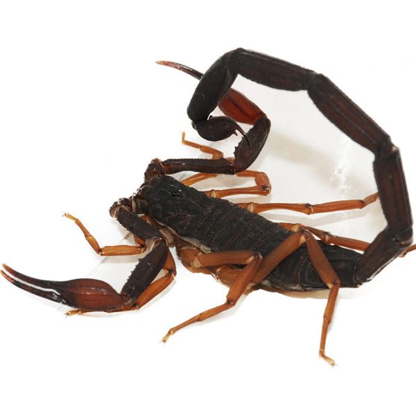 Big Apple Pet Supply Florida Bark Scorpion Adult