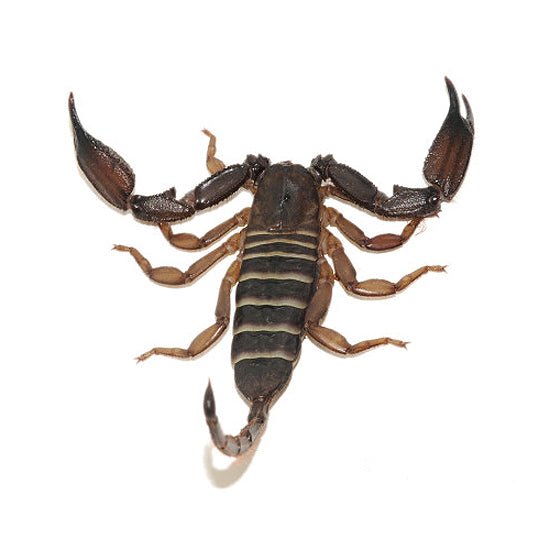 Big Apple Pet Supply Olive Keeled Flat Rock Scorpion