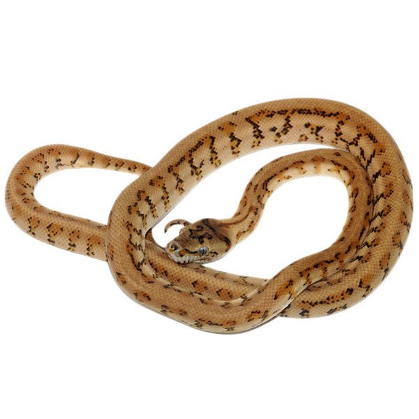 Big Apple Pet Supply Caramel Tiger Jaguar Carpet Python