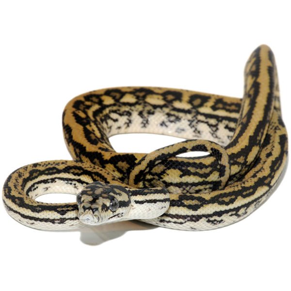 Big Apple Pet Supply Coastal Tiger Carpet Python Snake