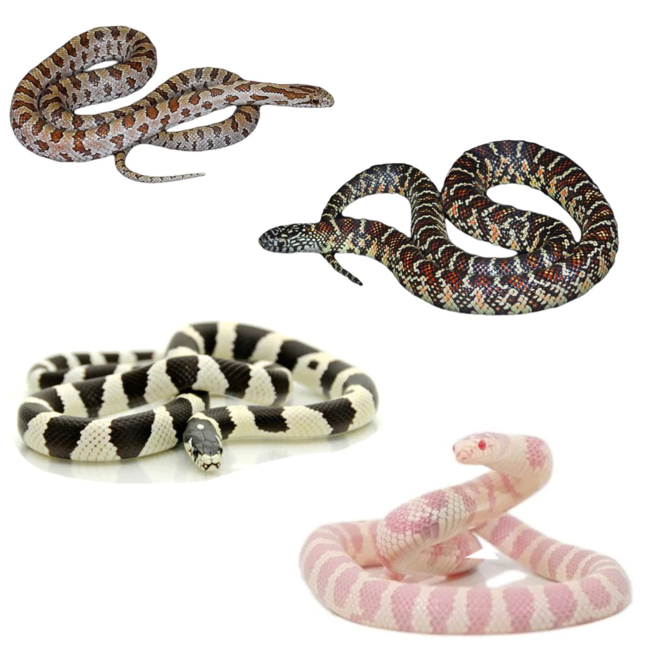 Kingsnake Sub-Adult and Adult Assorted Morphs