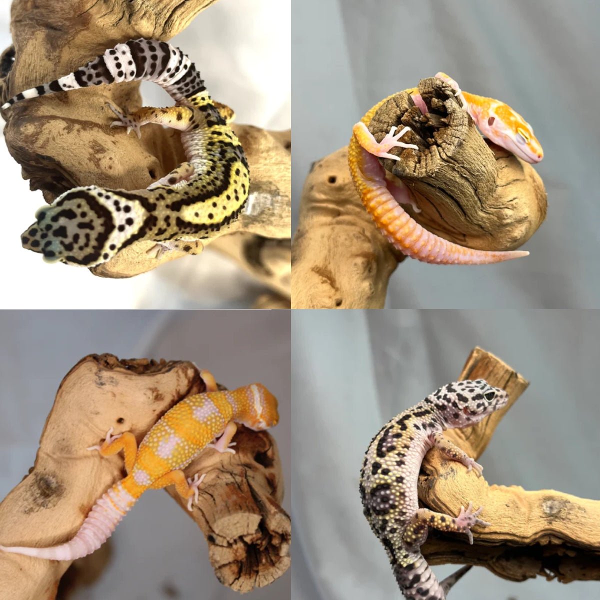 Reptile Industries Adult Leopard Gecko Established Reptile Assorted Color