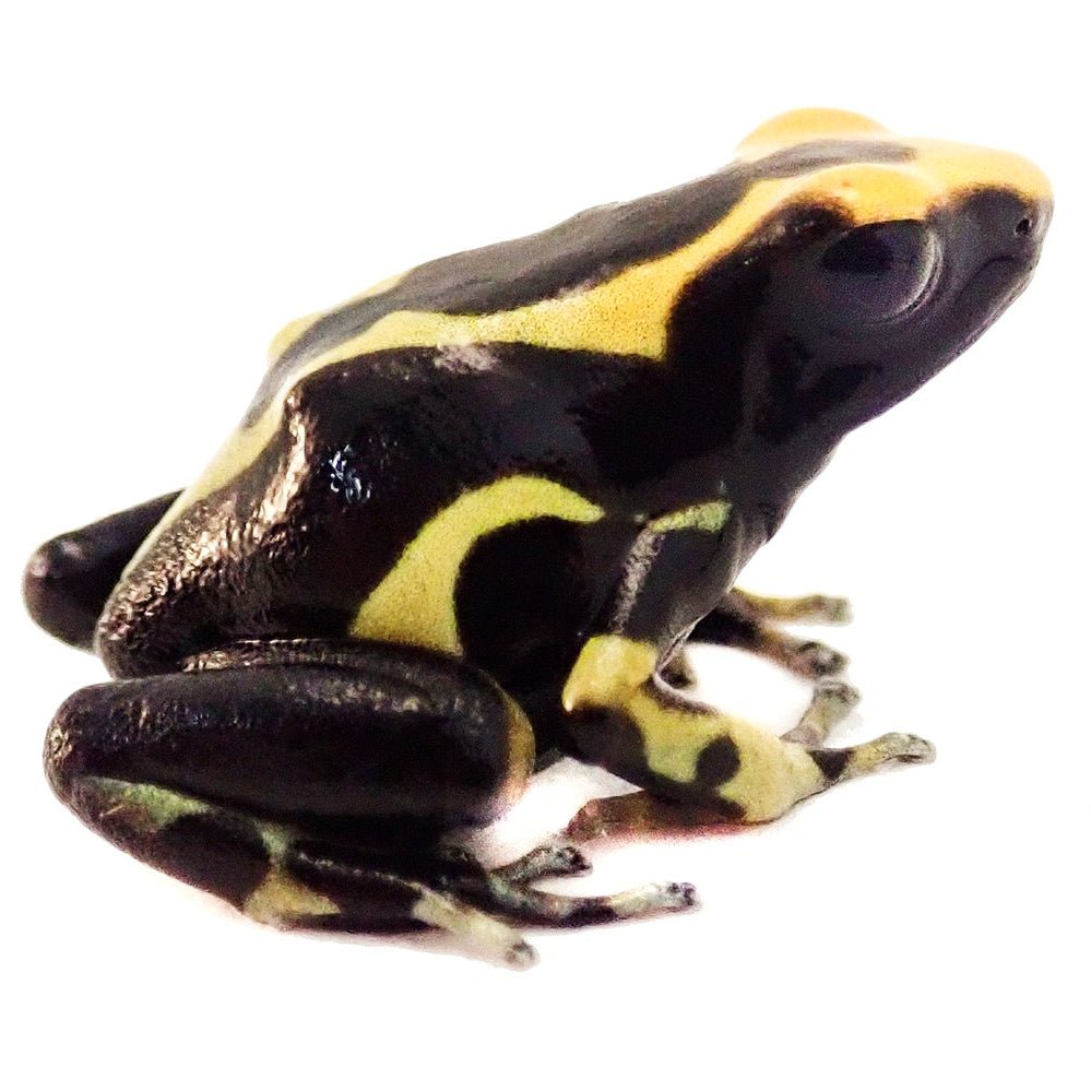 Alanis Dart Frog Captive Bred Live Amphibian