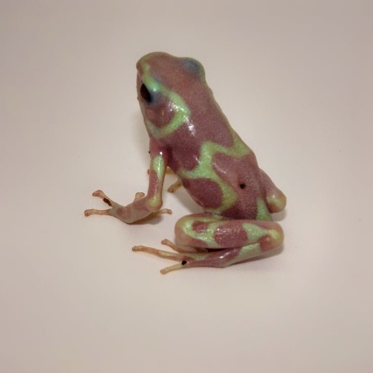 Strictly Reptiles Albino Green and Black Poison Arrow Frog