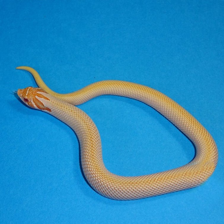 Albino Superconda Western Hognose Snake Baby Male