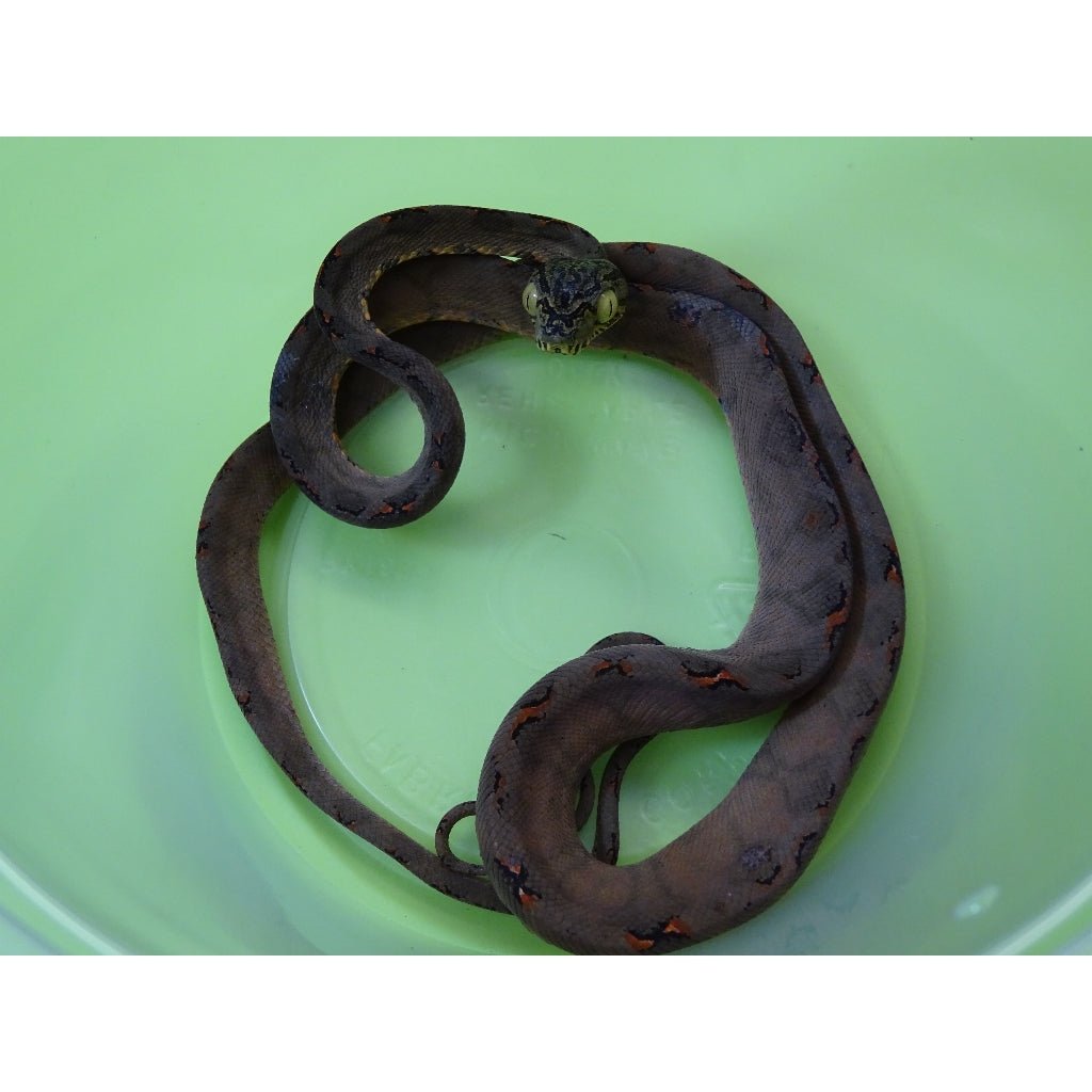 Underground Amazon Tree Boa Garden Phase Arboreal Snake