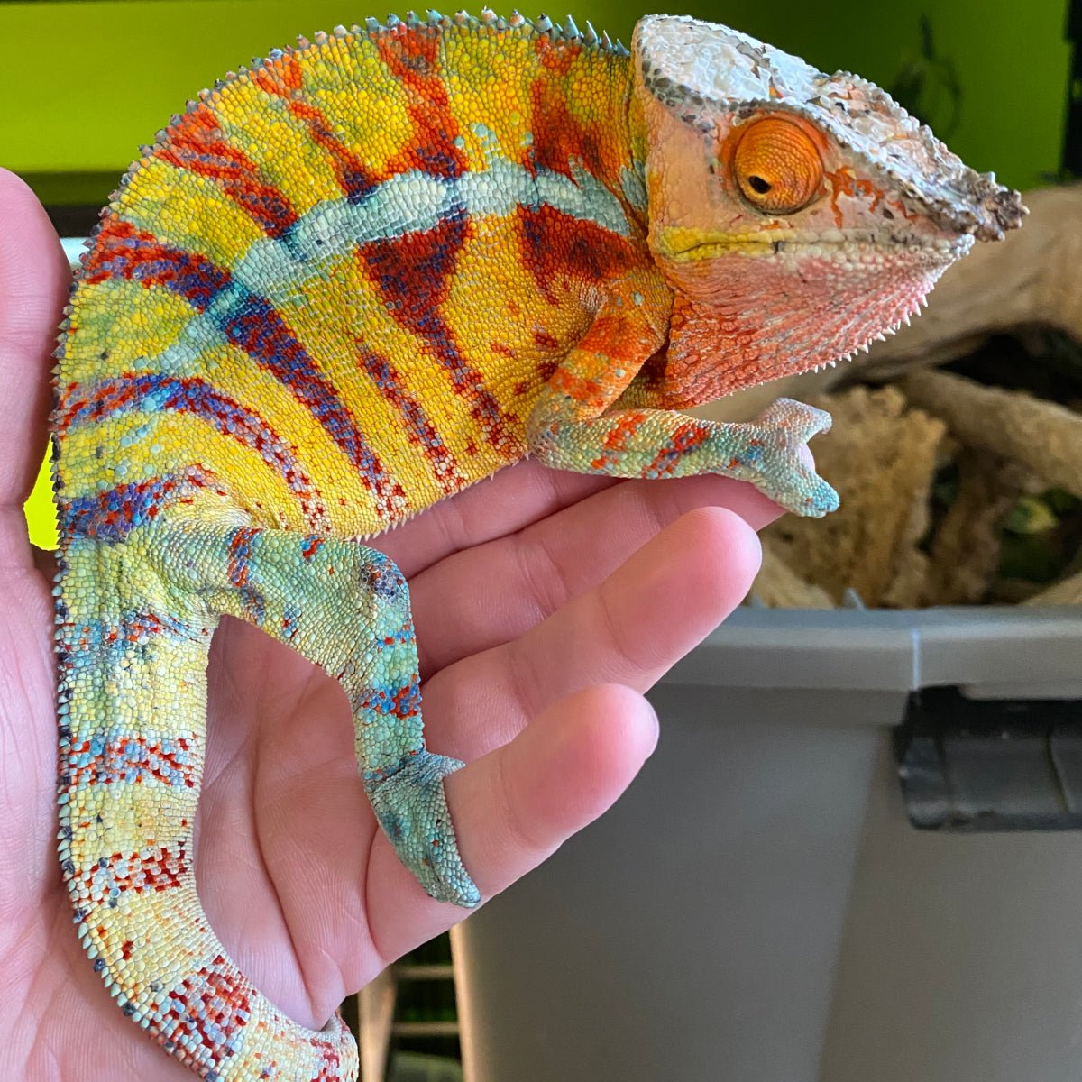 Underground Reptiles Madagascar Panther Chameleon Sub-Adult Live Reptile