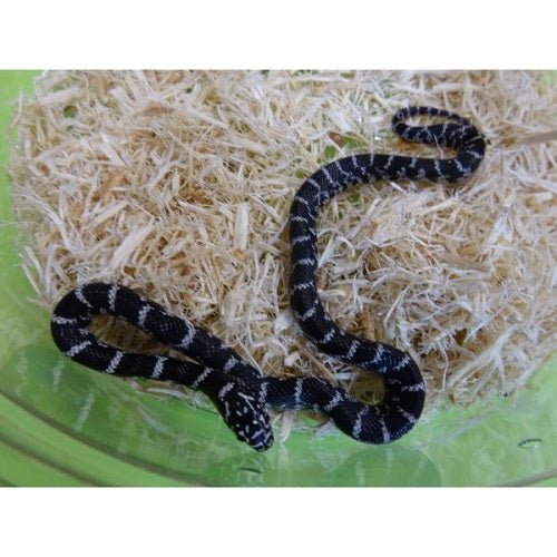 Strictly Reptiles Florida Anery Kingsnake Baby Lampropeltis Getula Brooksi