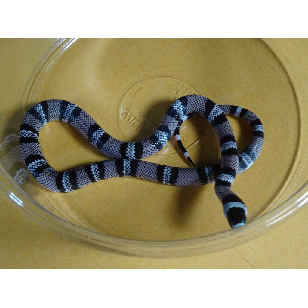 Strictly Reptiles Anery Honduran Milksnake Captive Bred Baby