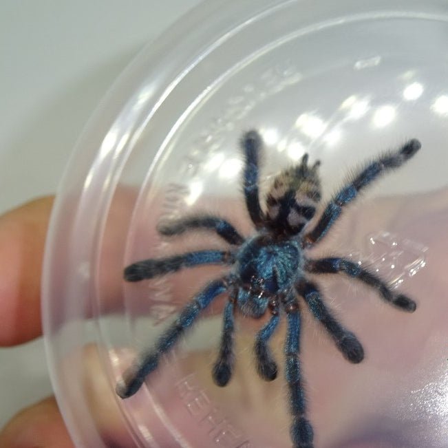 Strictly Reptiles Antilles Pink Toe Tarantula 2 to 2.5 Inch