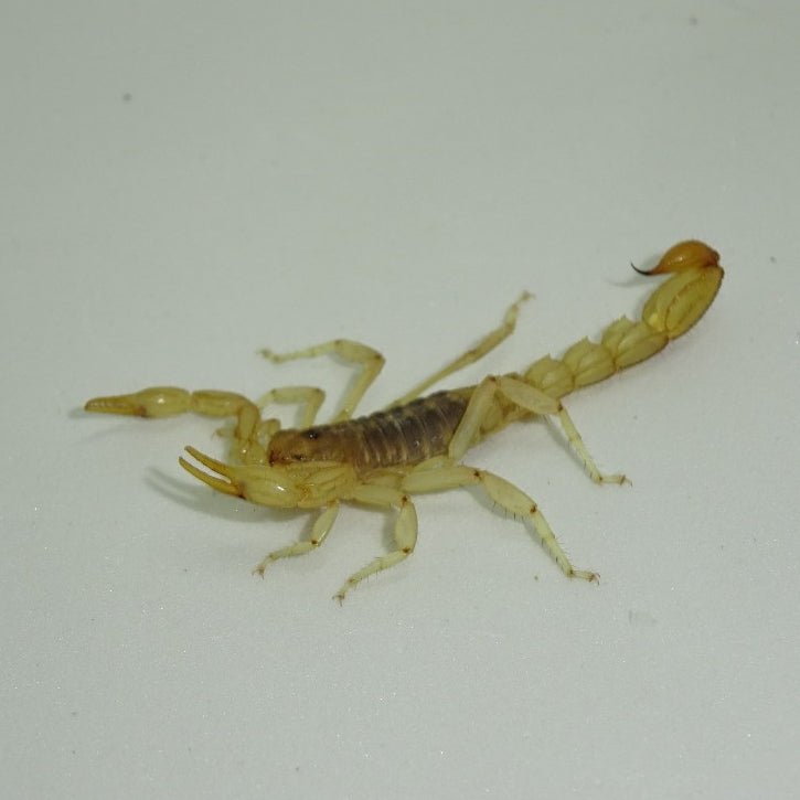 Underground Arizona Bark Scorpion Live Insect Captive Bred