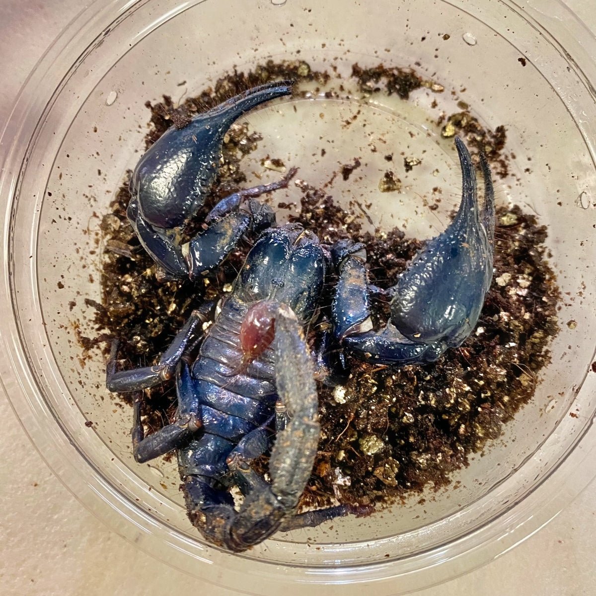Strictly Reptiles Asian Blue Claw Scorpion Medium Large